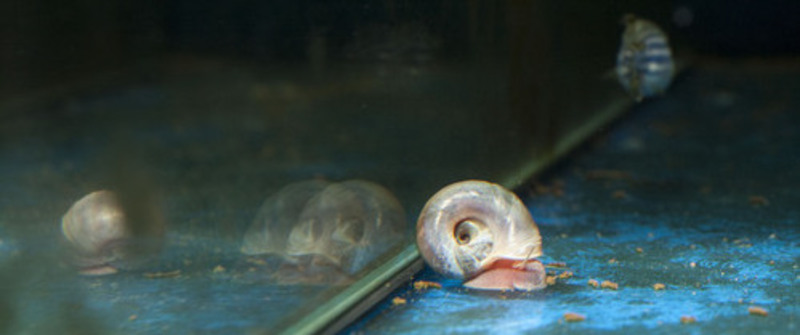 schnecke im Aquarium